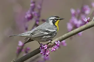Polynesia: Yellow-throated Warbler (Setophaga dominica)