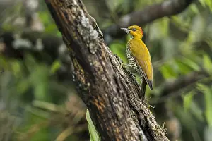 Putumayo: Yellow-throated Woodpecker (Piculus flavigula) Putumayo