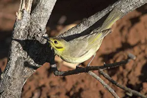 Tinted: Yellow-tinted Honeyeater