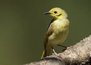 Tinted: Yellow-tinted Honeyeater