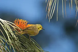 Tinted: Yellow-tinted Honeyeater