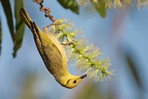 Tinted: Yellow-tinted Honeyeater