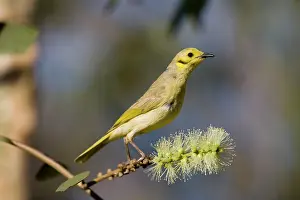Tinted: Yellow-tinted Honeyeater