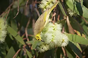 Tinted: Yellow-tinted Honeyeater