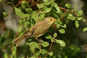 Tinted: Yellow-tinted Honeyeater - Bathing