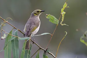 Tinted: Yellow-tinted Honeyeater - Fuscous Honeyeater -