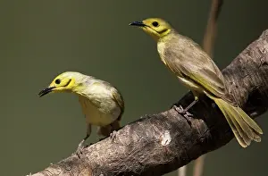 Tinted: Yellow-tinted Honeyeaters