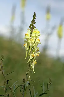 Linaria: Yellow toadflax - Inflorescence