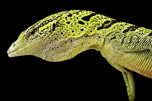 Varanus: Yellow tree monitor (Varanus reisingeri), on bla