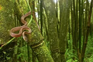Bamboos: Yellow Tree Snake - in the bamboo forest