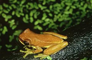 Gamboa: Yellow Treefrog (Hyla microcephala)