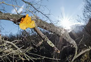 Fungi: The yellow trembler (Tremella mesenterica) growing