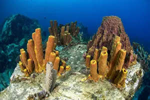 Tube: Yellow Tube Sponge (Aplysina fistularis) and Barrel