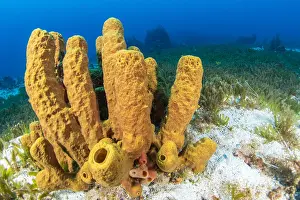 Tube: Yellow Tube Sponge (Aplysina fistularis) and Halophila