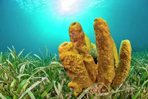 Candle: Yellow Tube Sponge (Aplysina fistularis) in Thalassia