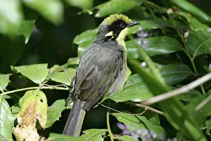 Honeyeaters: Yellow Tufted Honeyeater