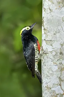 Ecuadoran: Yellow-tufted Woodpecker