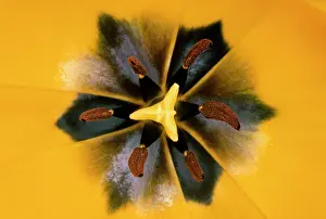 Stamens: Yellow Tulip -