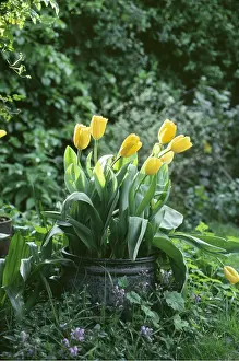 Ardea London: YELLOW TULIPS - in tin pot