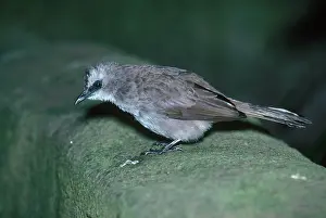 Bulbul: Yellow Vented Bulbul