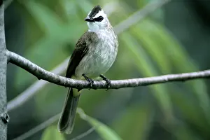 Bulbul: Yellow-vented Bulbul