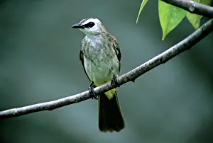Bulbul: Yellow-vented Bulbul