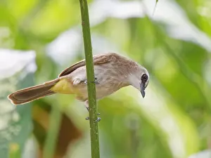 Bulbul: Yellow Vented Bulbul Pycnonotus goiavier Sabah