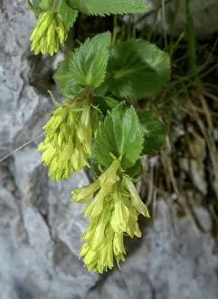Angiosperm: Yellow Veronica, Veronica lutea, in flower on ro