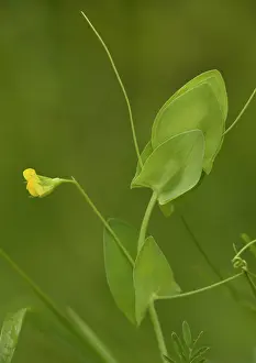 Lathyrus: Yellow vetchling