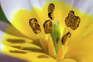 Lice: Yellow-violet tulip, dwarf tulip (Tulipa humilis)