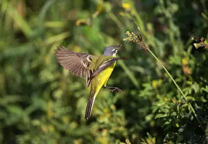 Flava: Yellow Wagtail