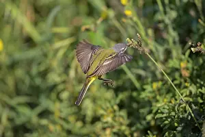 Flava: Yellow Wagtail