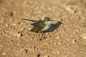 Flava: Yellow Wagtail