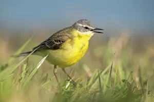Insectivorous: Yellow Wagtail