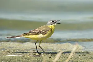 Insectivorous: Yellow Wagtail