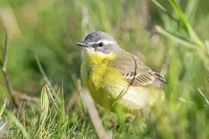 Insectivorous: Yellow Wagtail