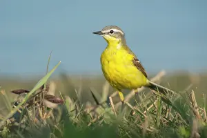 Insectivorous: Yellow Wagtail