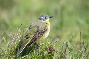 Insectivorous: Yellow Wagtail