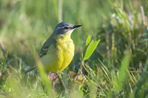 Insectivorous: Yellow Wagtail