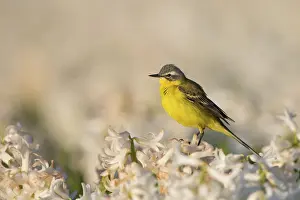 Flava: Yellow Wagtail