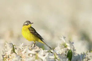 Flava: Yellow Wagtail