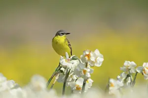 Flava: Yellow Wagtail