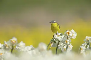 Flava: Yellow Wagtail