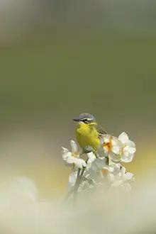 Flava: Yellow Wagtail