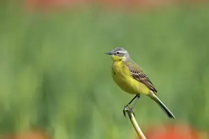 Flava: Yellow Wagtail