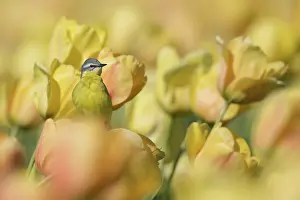 Flava: Yellow Wagtail