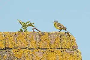 Insectivorous: Yellow Wagtail