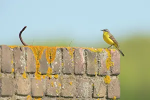 Insectivorous: Yellow Wagtail