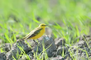 Insectivorous: Yellow Wagtail