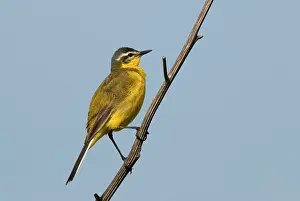 Special: Yellow Wagtail